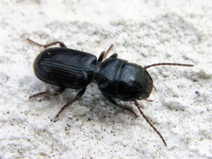 Dixus sphaerocephalus, Ditomina