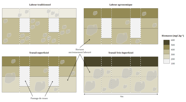 Schéma : Distribution de la biomasse microbienne dans le profil de sol pour 4 techniques de travail du sol (d'après Peigné J. et al. 2009)