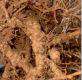 Attaques de nématodes sur racines. Photo : O.Husson
