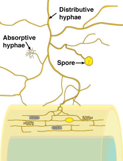 Biologie Simplifiée - Qu'est-ce qu'un #mycélium
