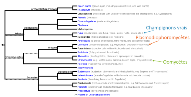 Arbre phylogénique des espèces des eucaryotes