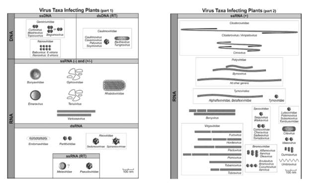 Les différents types de virus infectant les plantes : ssDNA, dsDNA, ssRNA, DsRN, ssRNA